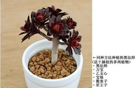 多肉植物叶插拔叶 叶插、枝插——多肉植物可爱的另类繁殖法