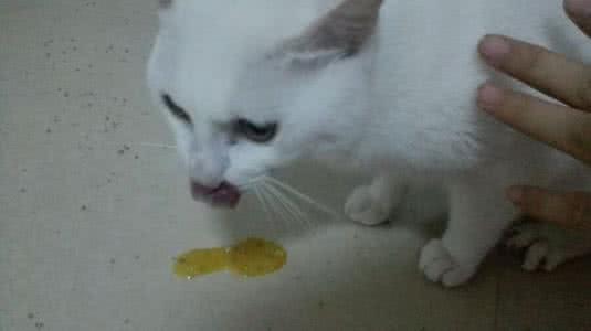 猫呕吐黄水怎么办 猫呕吐是什么原因
