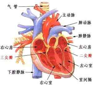 无分流型先天性心脏病 先天性心脏病临床表现 先天性无子宫的临床表现