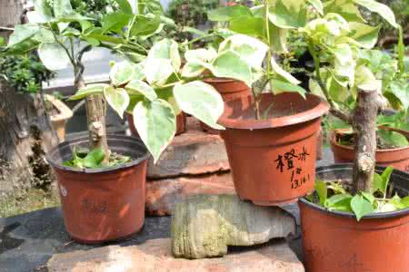 嫁接树苗的方法和技术 【每日一技 】嫁接  嫁接方法之（六）靠接