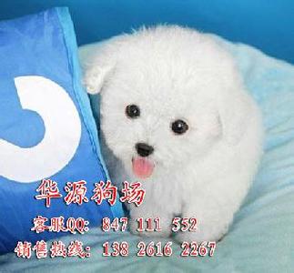 茶杯贵宾犬多少钱一只 茶杯贵宾犬多少钱一只 茶杯贵宾犬价格 茶杯犬多少钱一只