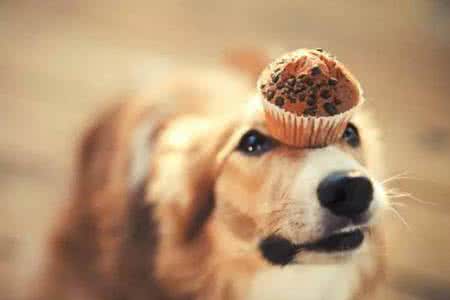 如何纠正狗狗不吃狗粮 狗狗不吃狗粮怎么办