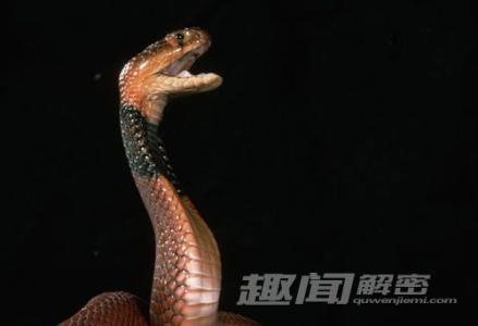 眼镜蛇有多毒 黑色眼镜蛇剧情简介 黑色眼镜蛇有多毒 黑色眼镜蛇