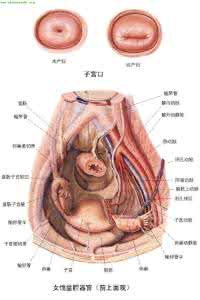 盆腔淤血怎么治疗 导致盆腔淤血的原因有哪些 看完后惊呆了