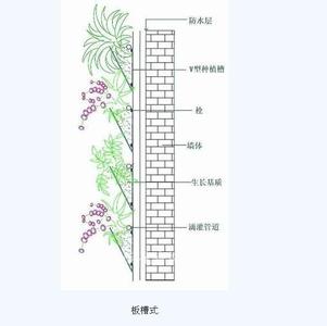 绿植墙简易做法 墙面绿化六种做法