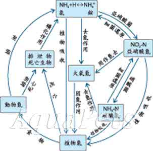 氮循环示意图 氮循环