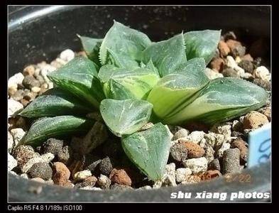 西萍园艺 换盆 【家居园艺】翻盆与换盆的区别及翻盆的具体操作步骤