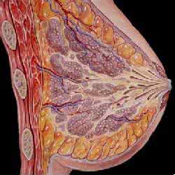 乳腺增生结节严重吗 乳腺增生算不算一种很严重的病