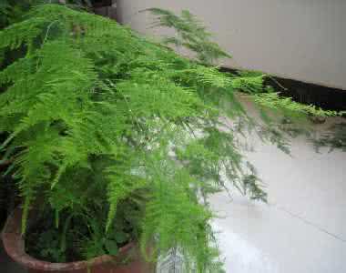 文竹花语 文竹的花语:永恒、朋友纯洁的心