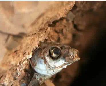 一条忍着不死的鱼 【人生】忍着不死……