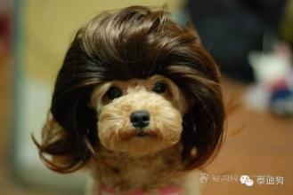 泰迪吃粑粑 泰迪：粑粑，不是我黑你，是我不想欺骗我的粉丝