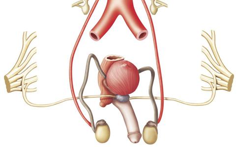 男人生殖器正面真人照 男人生殖器保养有技巧