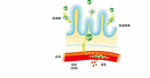 维生素d 骨骼 维生素K——帮助我们的血液和骨骼