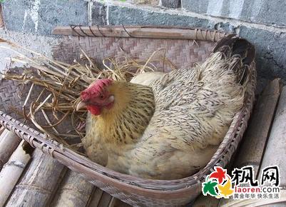 梦见母鸡下蛋 梦见母鸡下蛋 梦见鸡下蛋