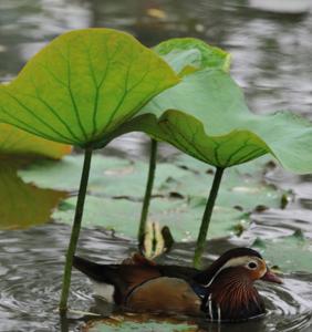 绵绵春雨 暮春时节 暮春雨中感怀