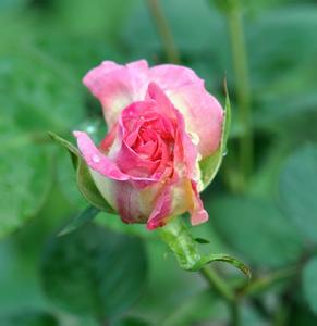 好走的都是下坡路 【思考成功哲文】好走的都是下坡路