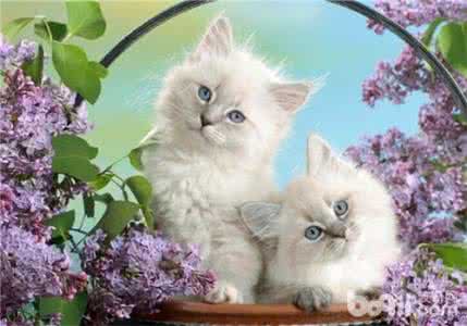 购买波斯猫的注意事项 饲养波斯猫注意事项