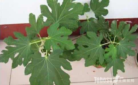 不属于植物性粉尘的是 4种清除油烟和粉尘的室内植物