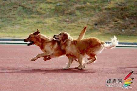 如何拍摄宠物 教你如何拍摄自己的宠物