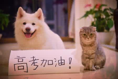 猫有10种!你家的一定会是其中一种?