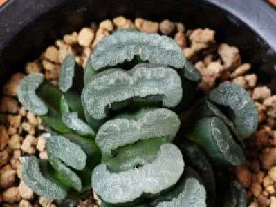 起源于西亚的栽培植物 瓦苇的栽培与管理（翻译转帖于西亚基）