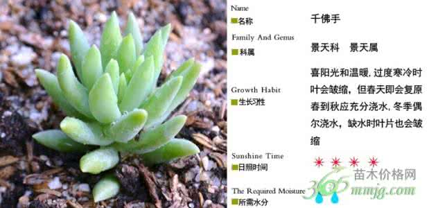 千佛手叶子皱了怎么办 千佛手怎么养