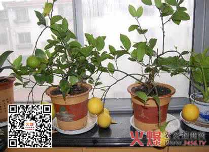 盆栽柠檬的养殖方法 柠檬花的养殖方法 盆栽柠檬的养殖方法