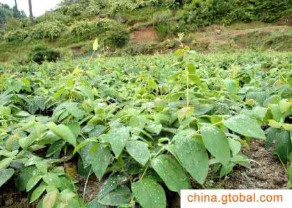 金银花种苗 金银花种苗 金银花种苗的购买与种植