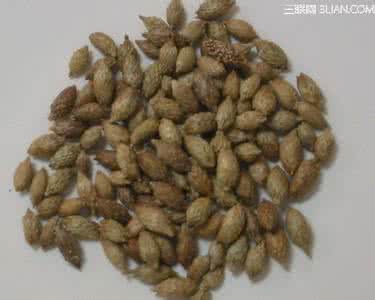 苍耳子治疗鼻炎偏方 苍耳子治疗鼻炎偏方 怎样治好鼻炎 治疗鼻炎的偏方