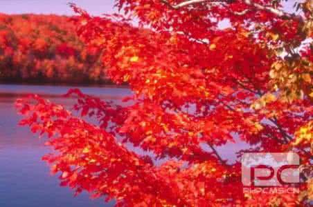 温暖心灵的情感美文 十月飘香，红叶画情【情感美文】