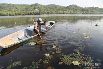 南四湖自然保护区 南四湖野菱保护的做法和成效