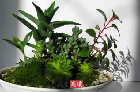 蚕妇 蚕妇最爱的花卉 缫丝花的介绍与养殖方法