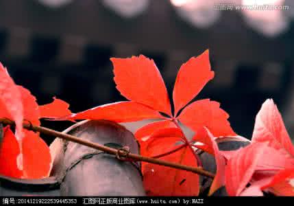 吉野红叶完整动画 我见到过的最完整的红叶摄影教程(1-5)