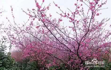 海棠和梅花的区别 海棠和梅花的区别 【梅花亭诗词】海棠入眼三分秋