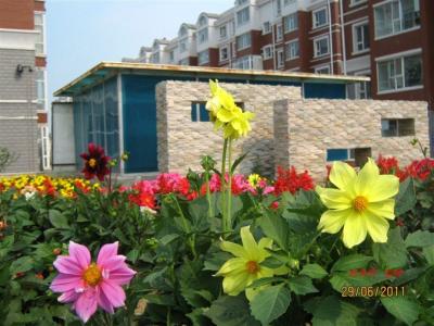 你是我的小菊花 你是我心中的一株丽菊