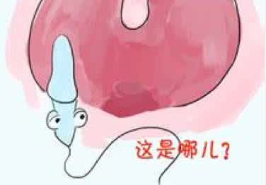 奇妙的群体心理学 精子进入女人体内的奇妙感受