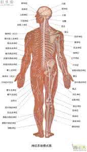 人体心血管系统 人体“九大”系统之四——心血管系统（高血脂）