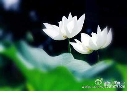 一日禅集锦经典 一日禅集锦(1152)