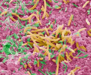 美丽的珊瑚礁 珊瑚礁不仅仅是美丽的 矫正牙齿，不仅仅是为了美丽