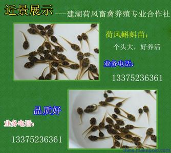 烟草四大难题三大压力 在农村, 四大野味儿专治“消化难题”, 最后一个百元难求!