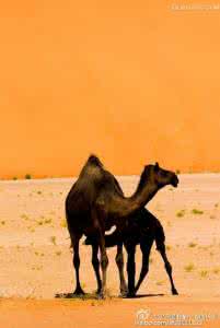 骆驼牌羊奶小品 哲理小品(592):马与骆驼