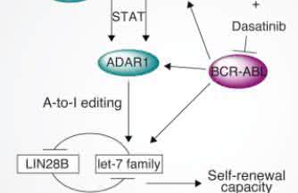 基因编辑治疗白血病 利用ADAR1基因编辑系统产生白血病干细胞机制
