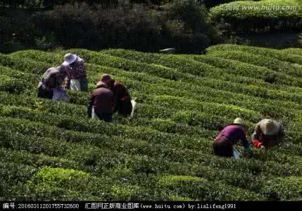 method的invoke方法 采茶方法(method of tea plucking)