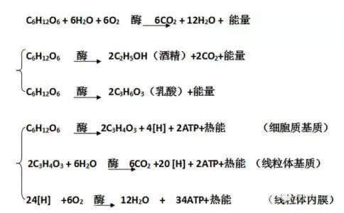 高中生物方程式 高中生物所有反应方程式大总结！