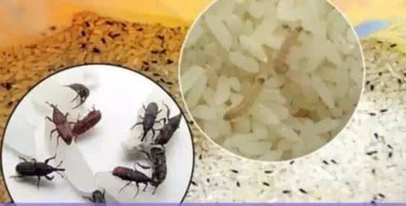 开了袋的大米怎么保存 大米的保存方法