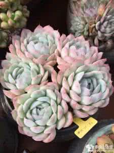 多肉品种 混多肉界得熟悉一二的品种