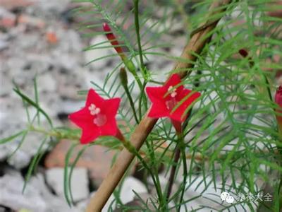 能过冬的庭院花卉植物 【花卉知识】 几种花卉安全过冬的方法