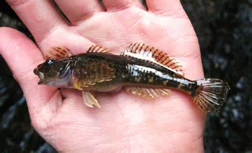 杜父鱼 杜父鱼属