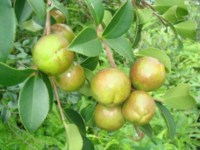 云岭先锋 套头衫  云岭山茶----拉风小马甲