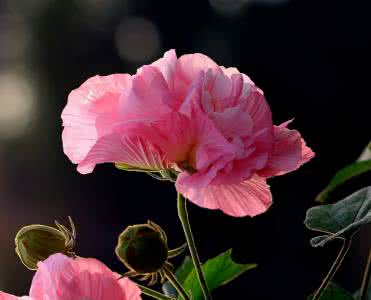 应采风 赏 花（应采风）